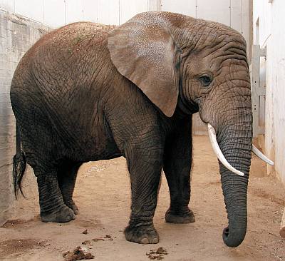 Tallinnan el�intarha Tallinn Zoo norsu liput ABCmatkatoimisto